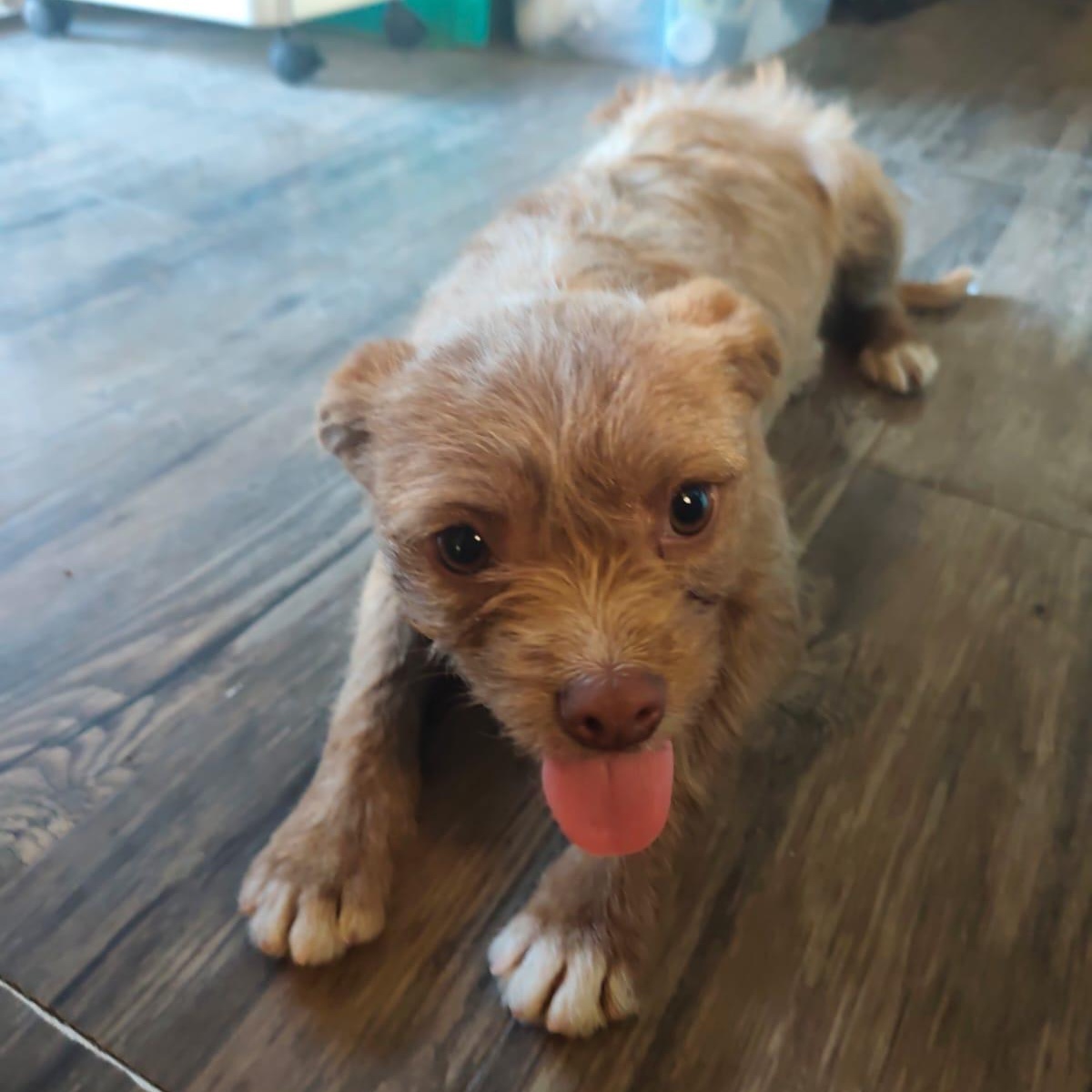 Enlarge Cleo, a ADOPTABLE mixed breed in San Diego, CA image 4/5