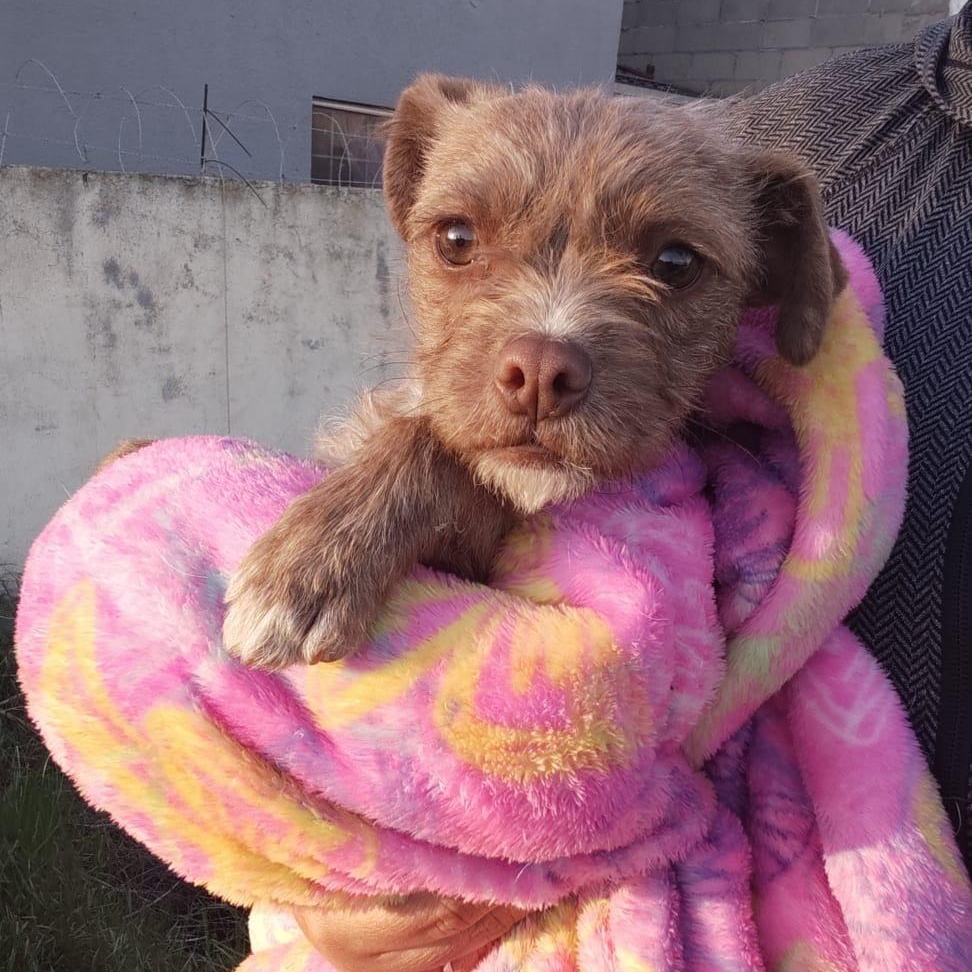 Enlarge Cleo, a ADOPTABLE mixed breed in San Diego, CA image 5/5