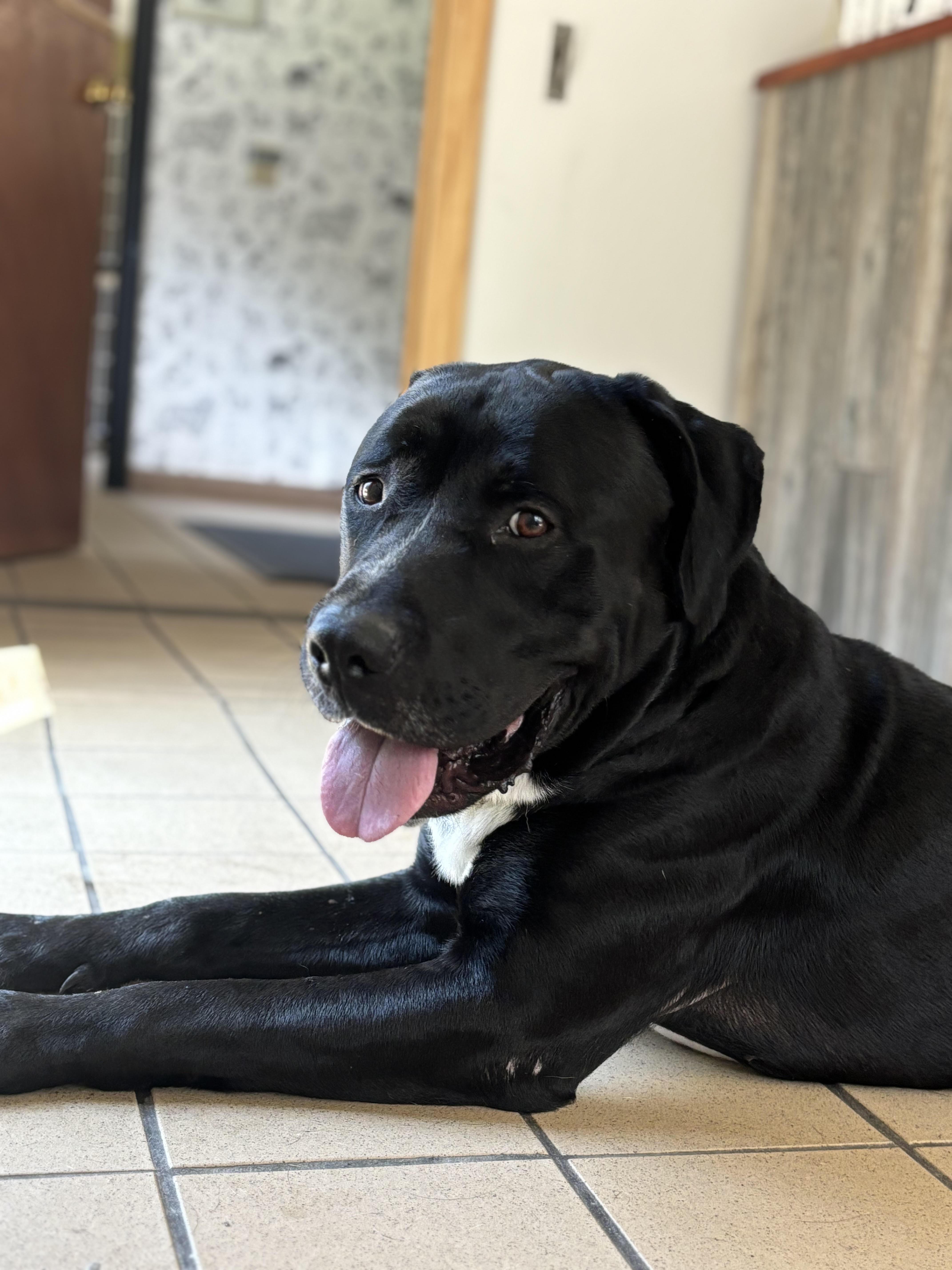 Enlarge Oreo, a ADOPTABLE mixed breed in Pittsburgh, PA image 3/3