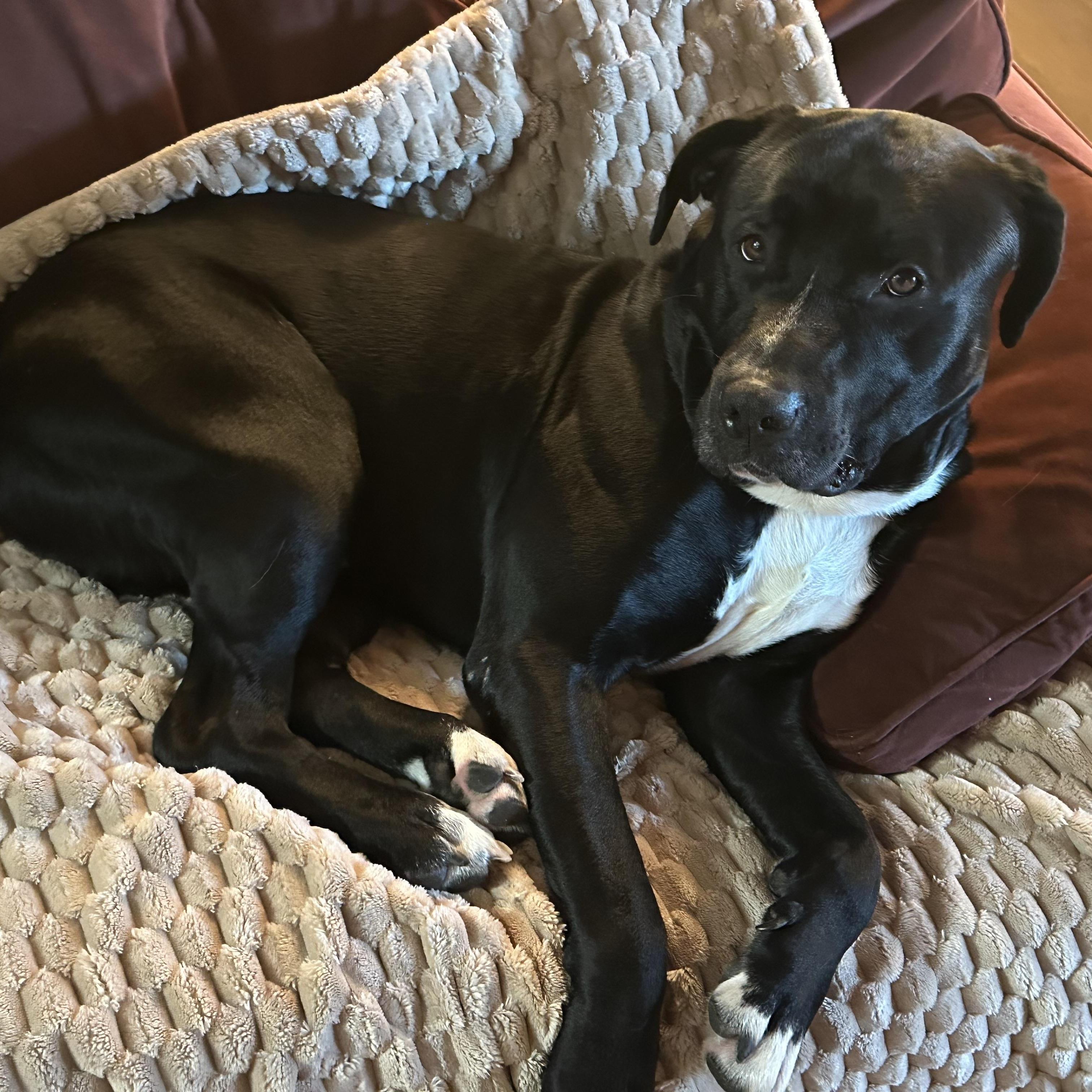 Enlarge Oreo, a ADOPTABLE mixed breed in Pittsburgh, PA image 2/3