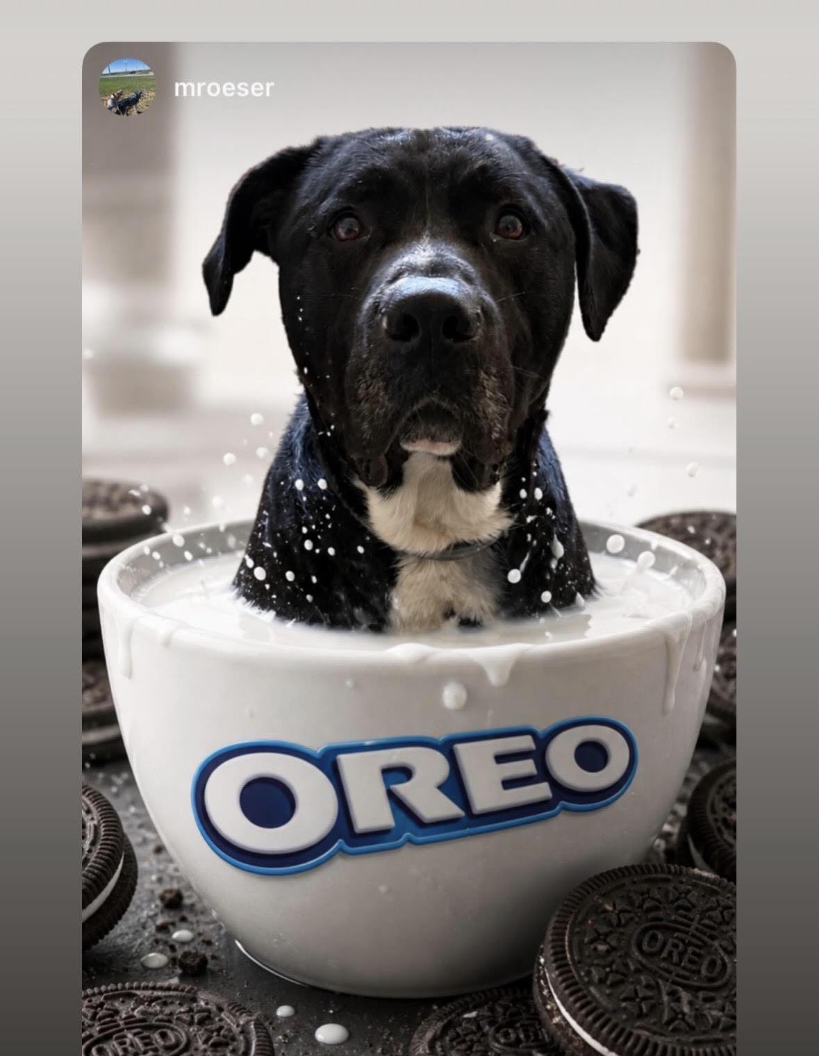 Oreo, ADOPTABLE, Adult Male Black Labrador Retriever & Cane Corso.