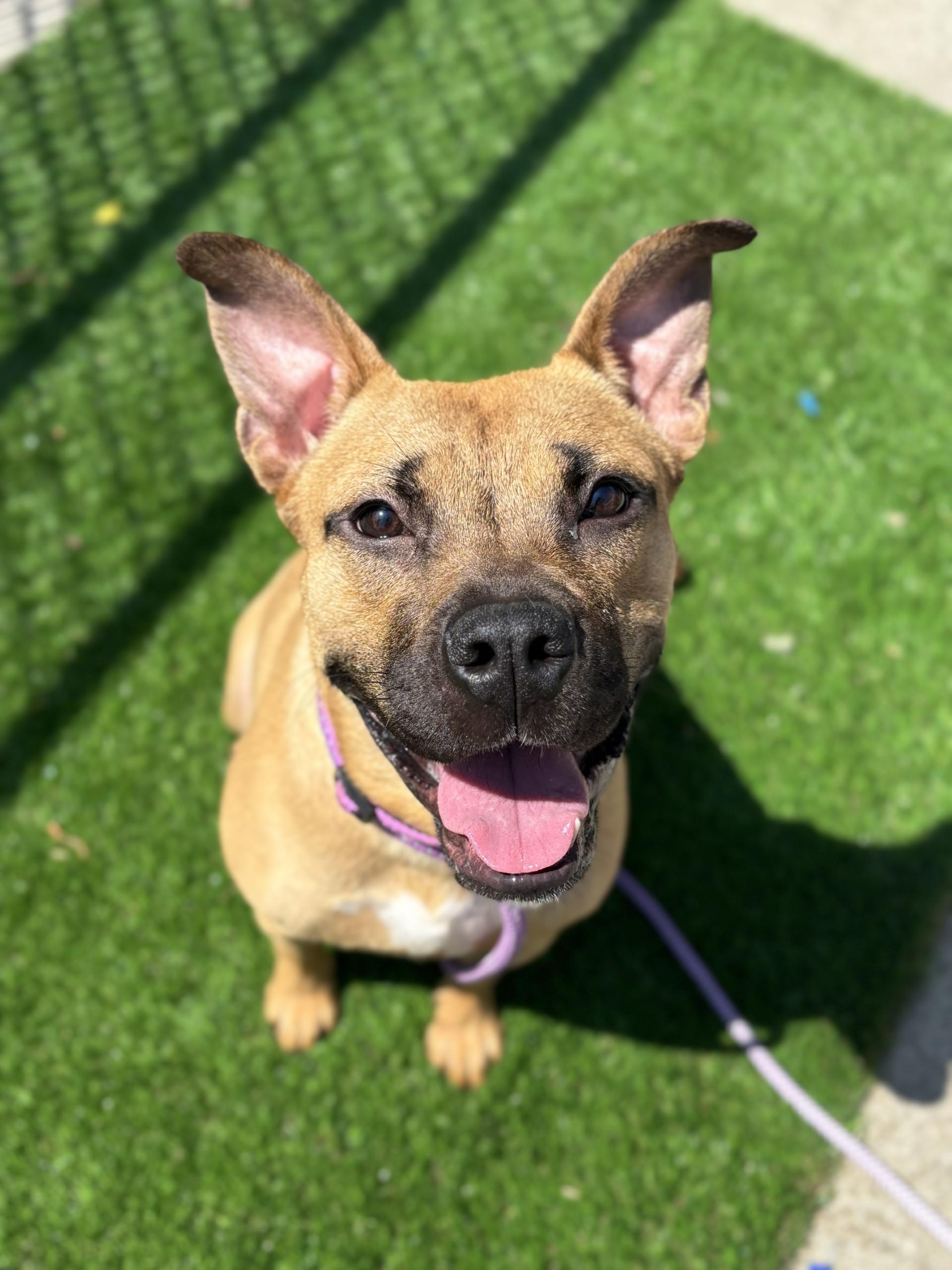 #61 Luna, Adoptable, Adult Female Pit Bull Terrier.