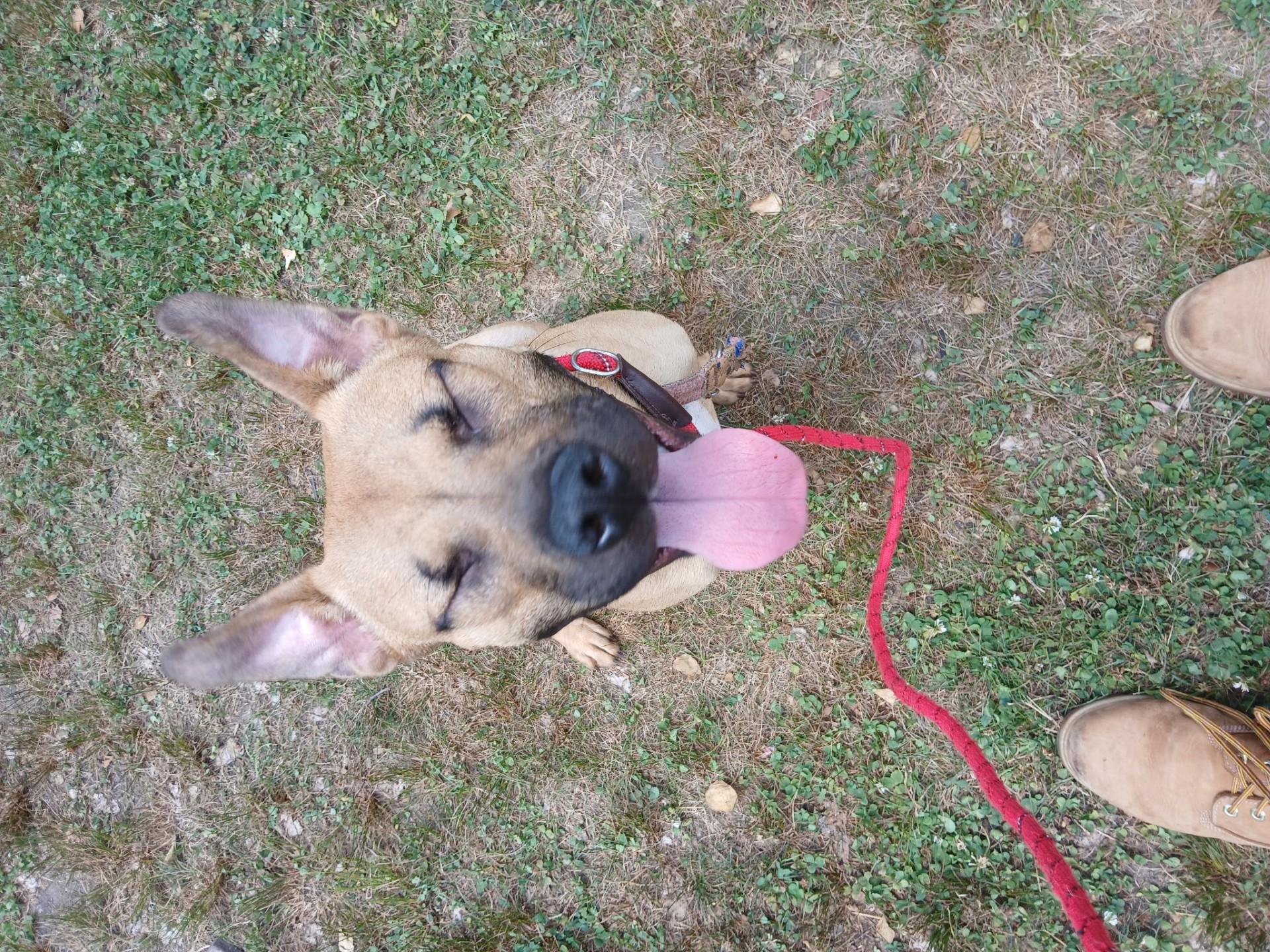 #61 Luna, a Adoptable mixed breed in Pawtucket, RI image 3/3