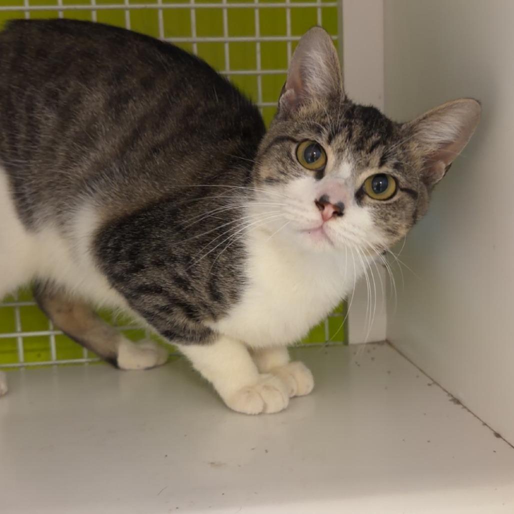 Dijon - 081905U, Adoptable, Adult Male Domestic Short Hair.