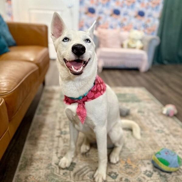 Ava Lane Couch Back Cutie — thumbnail 5