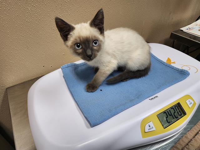 JACKSONVILLE, Adoptable, Kitten Male Siamese & Domestic Short Hair.