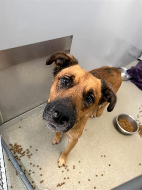 Enlarge NICHOLAS, a Adoptable mixed breed in Fayetteville, NC image 1/1