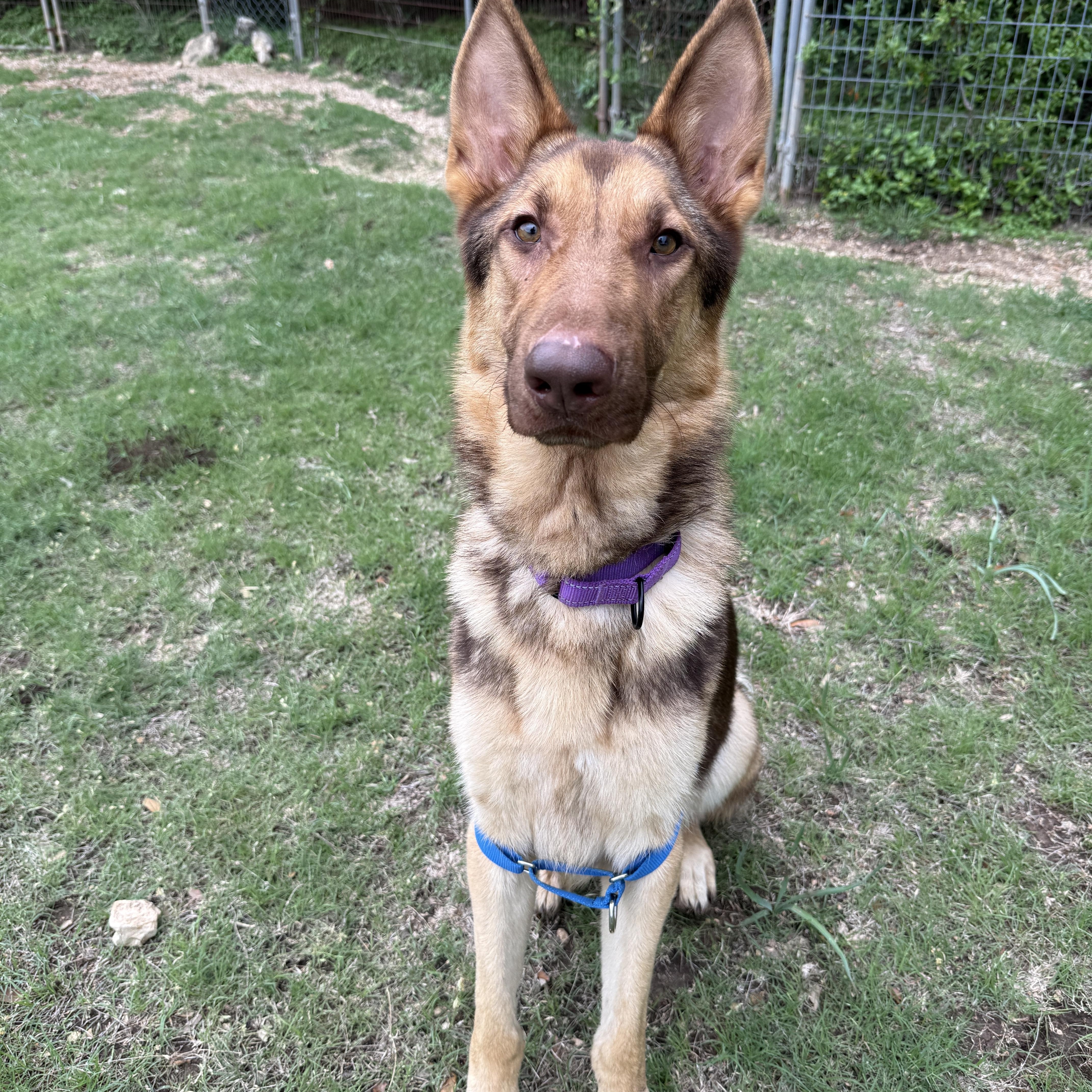 Axel, a ADOPTABLE German Shepherd Dog in Bulverde, TX image 2/6
