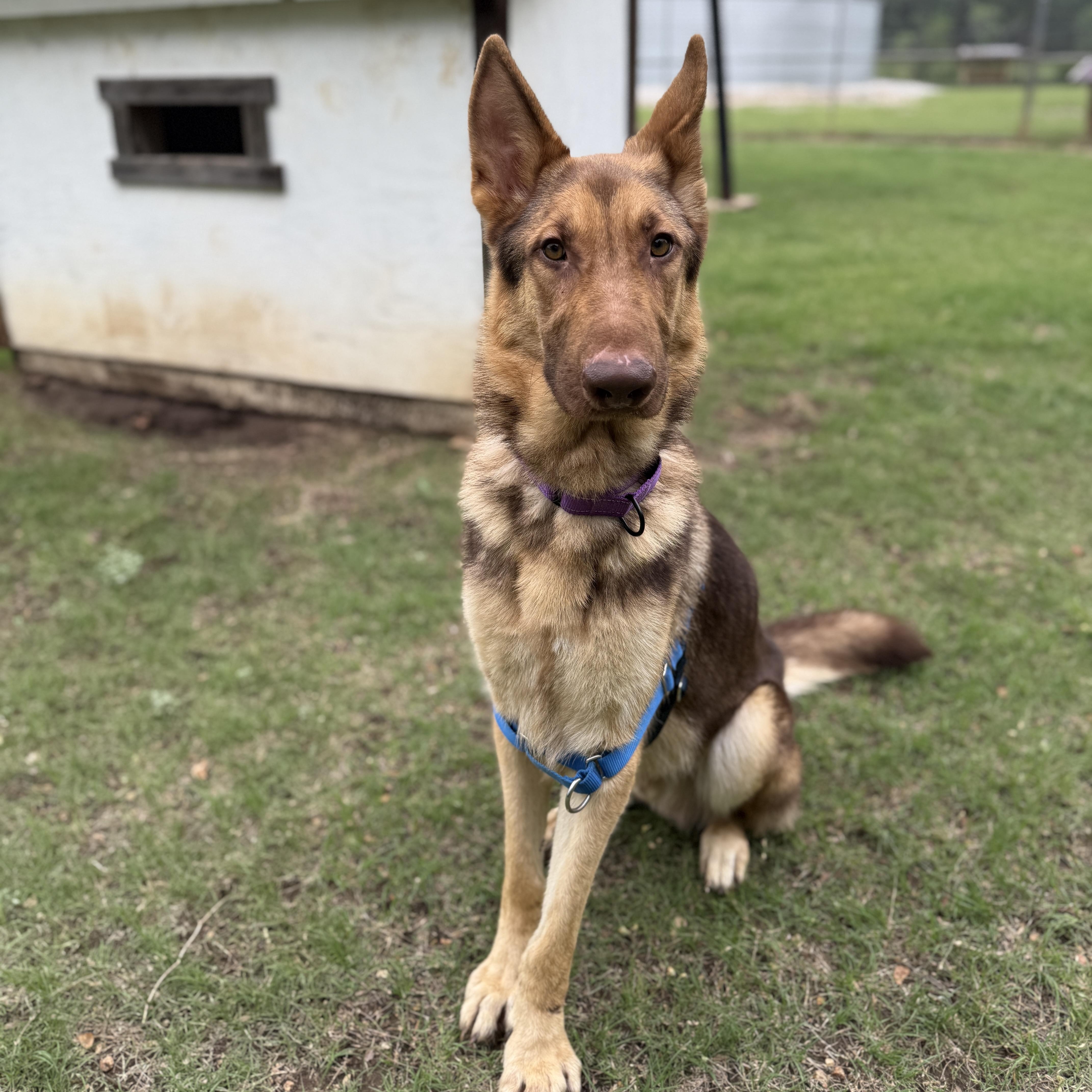 Axel, a ADOPTABLE German Shepherd Dog in Bulverde, TX image 3/6