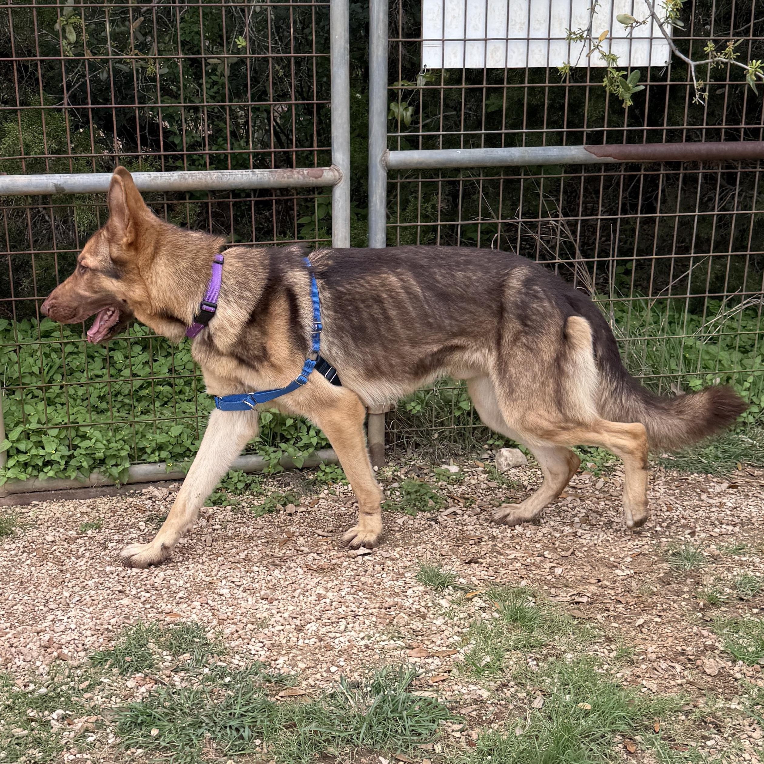 Axel, a ADOPTABLE German Shepherd Dog in Bulverde, TX image 5/6
