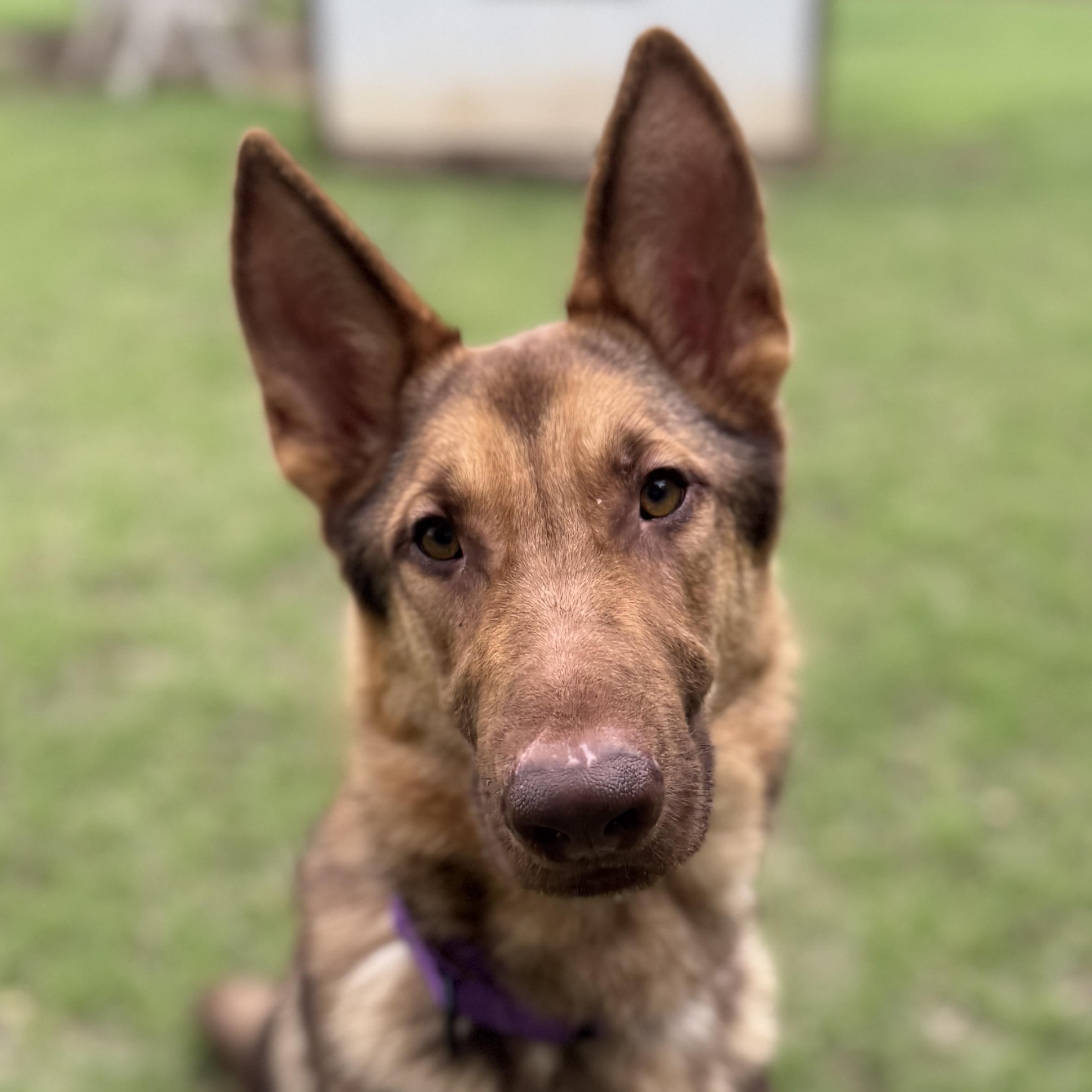 Axel, ADOPTABLE, Adult Male German Shepherd Dog.