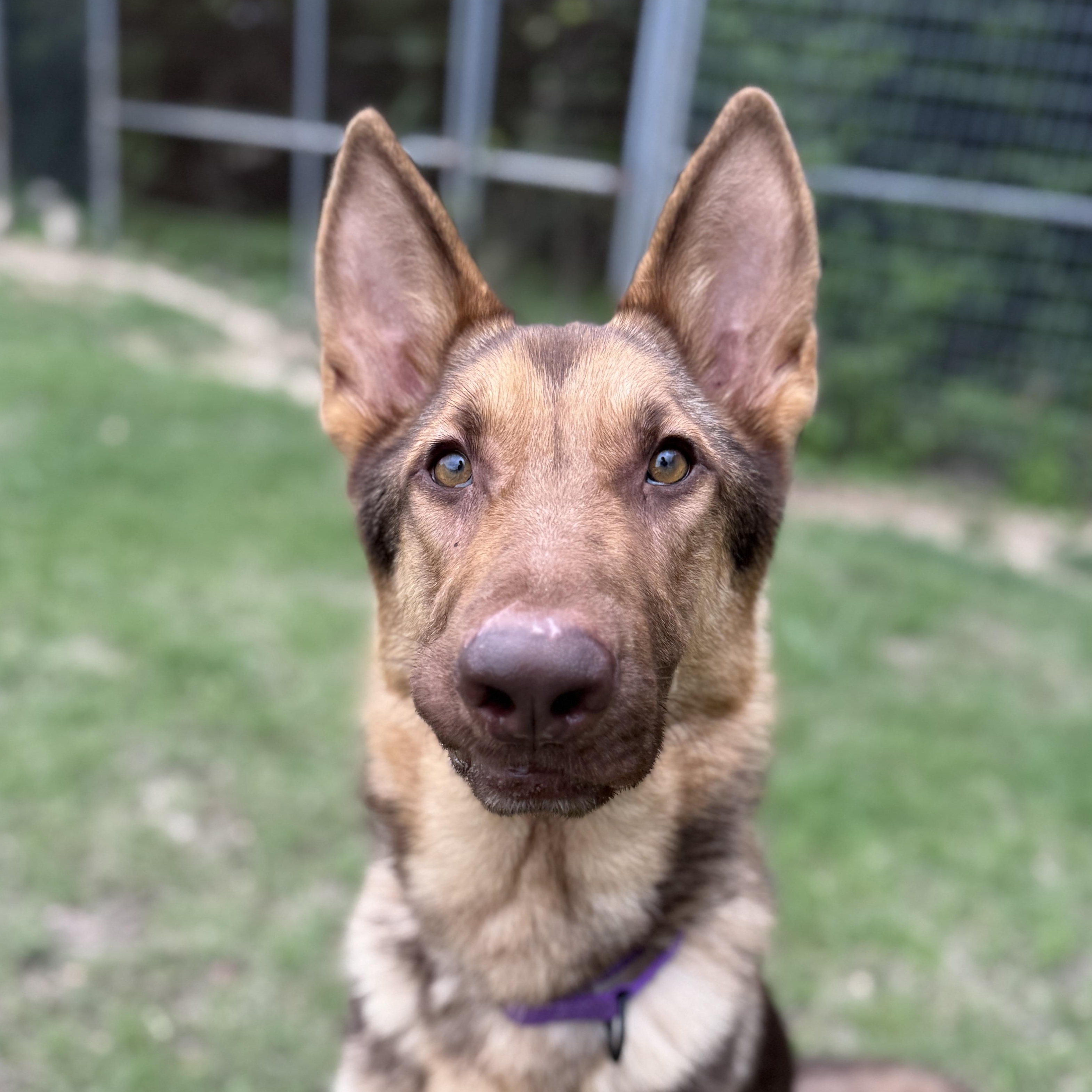Axel, a ADOPTABLE German Shepherd Dog in Bulverde, TX image 4/6