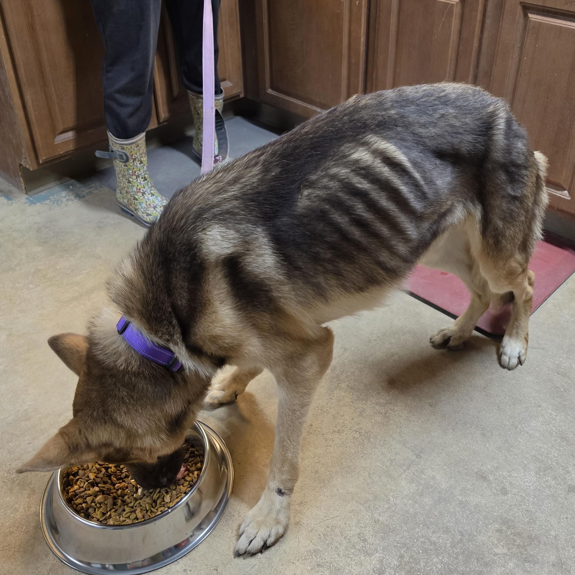 Axel, a ADOPTABLE German Shepherd Dog in Bulverde, TX image 6/6