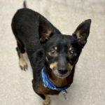 Aussie, adopted, Adult Male Chihuahua & Terrier.