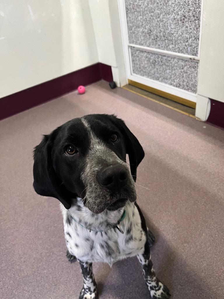 Enlarge Gus, a Adopted mixed breed in Virginia, MN image 1/1