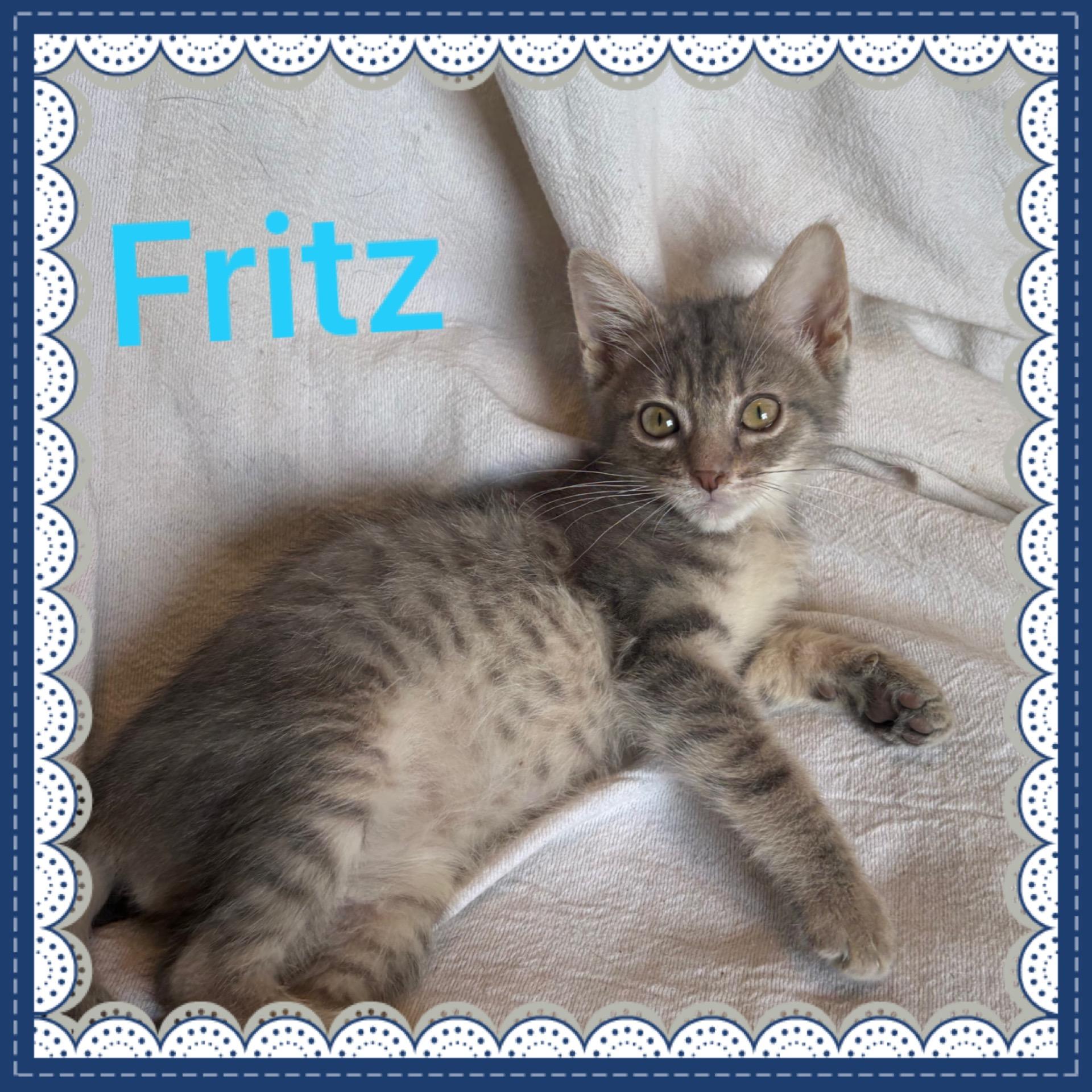 Fritz, ADOPTABLE, Kitten Male Tabby.