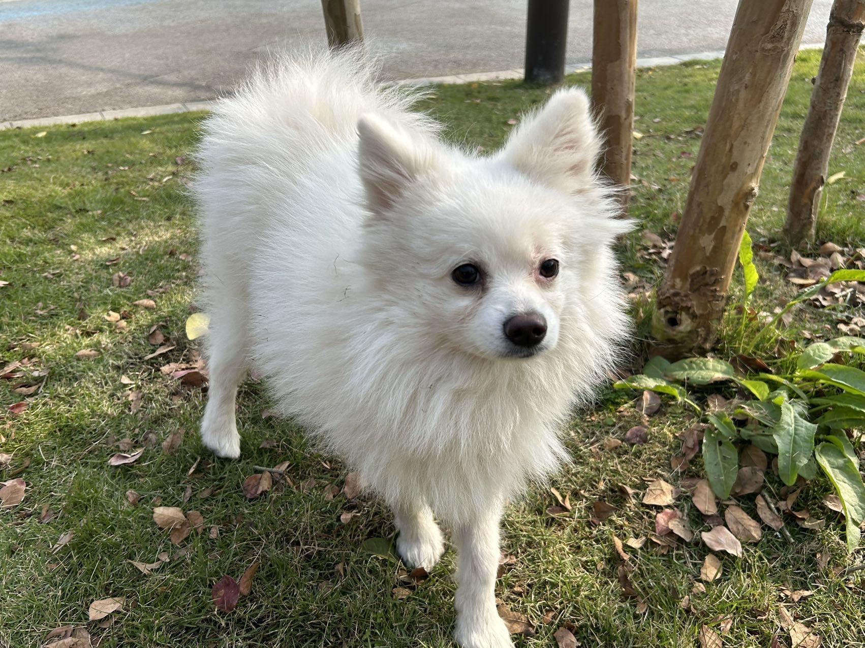 Enlarge Louis, a ADOPTABLE Japanese Spitz in Richmond, BC image 3/5