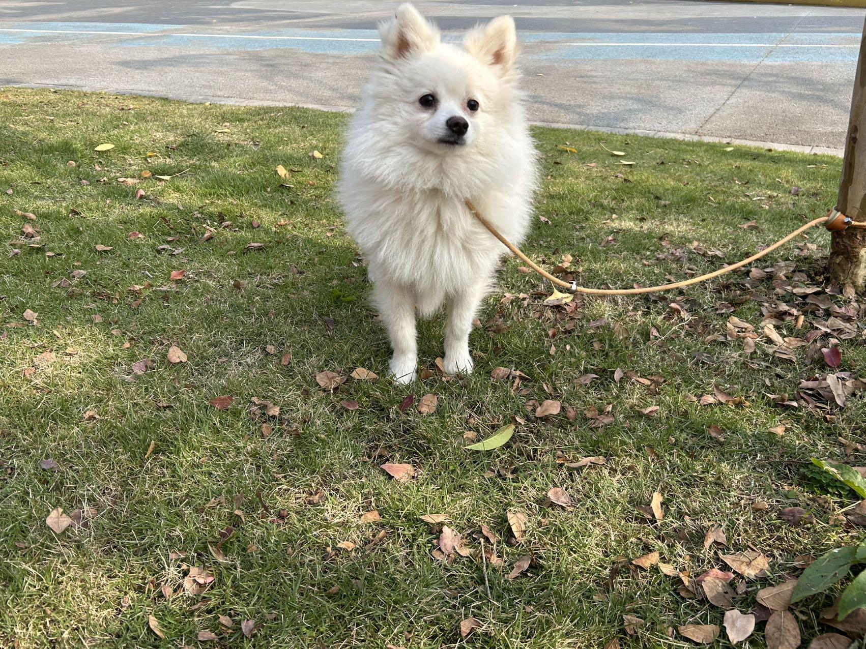 Louis, ADOPTABLE, Young Male Japanese Spitz.
