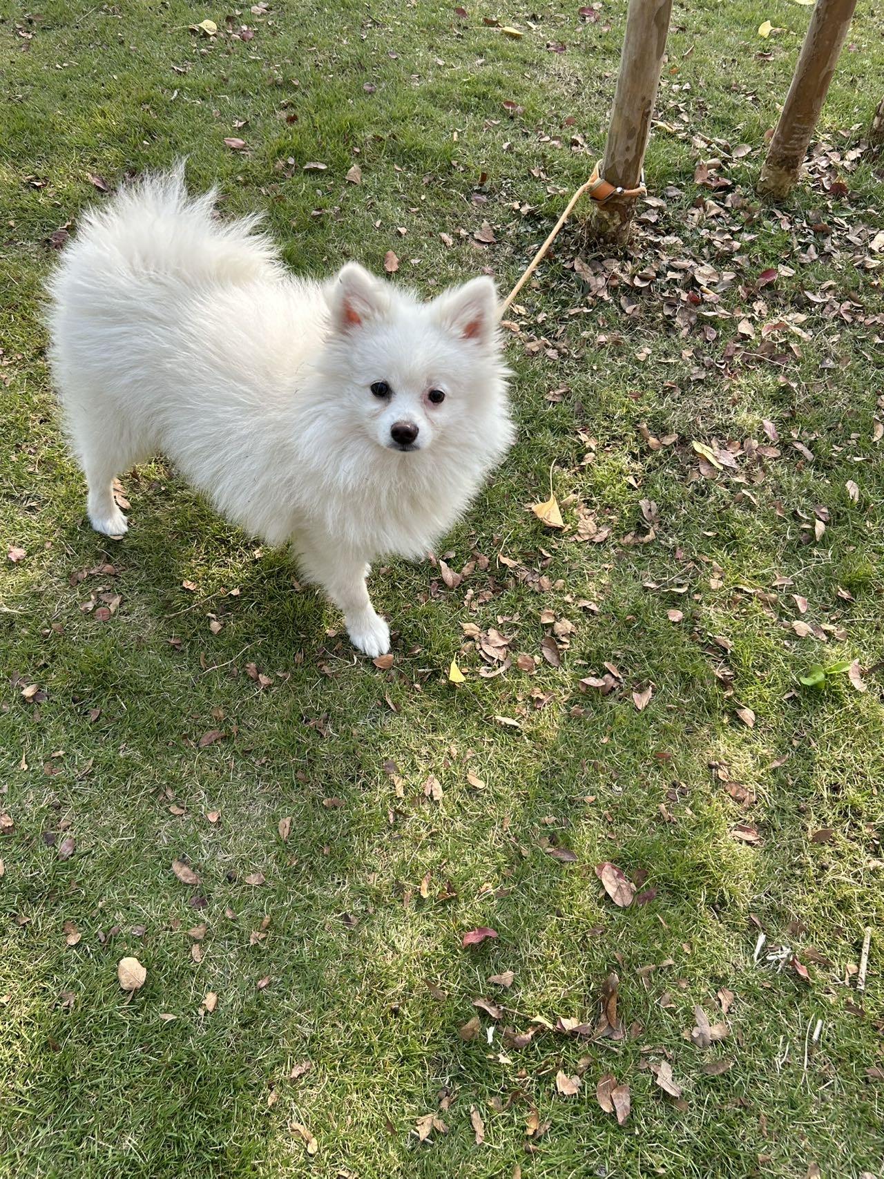 Enlarge Louis, a ADOPTABLE Japanese Spitz in Richmond, BC image 4/5