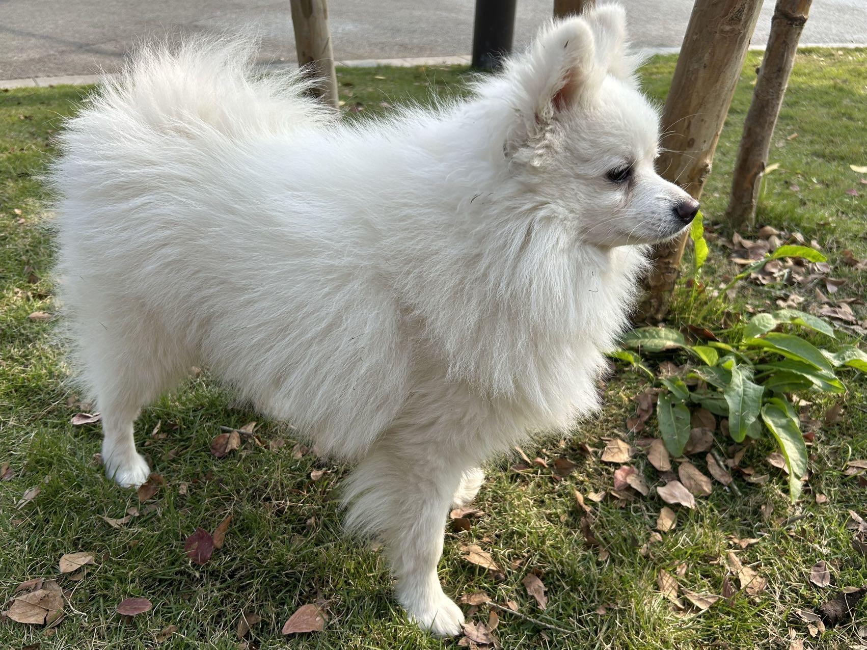 Enlarge Louis, a ADOPTABLE Japanese Spitz in Richmond, BC image 2/5