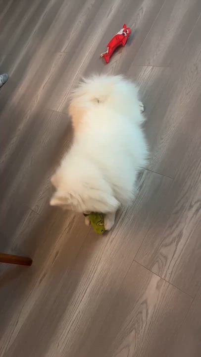 Enlarge Louis, a ADOPTABLE Japanese Spitz in Richmond, BC video 5/5