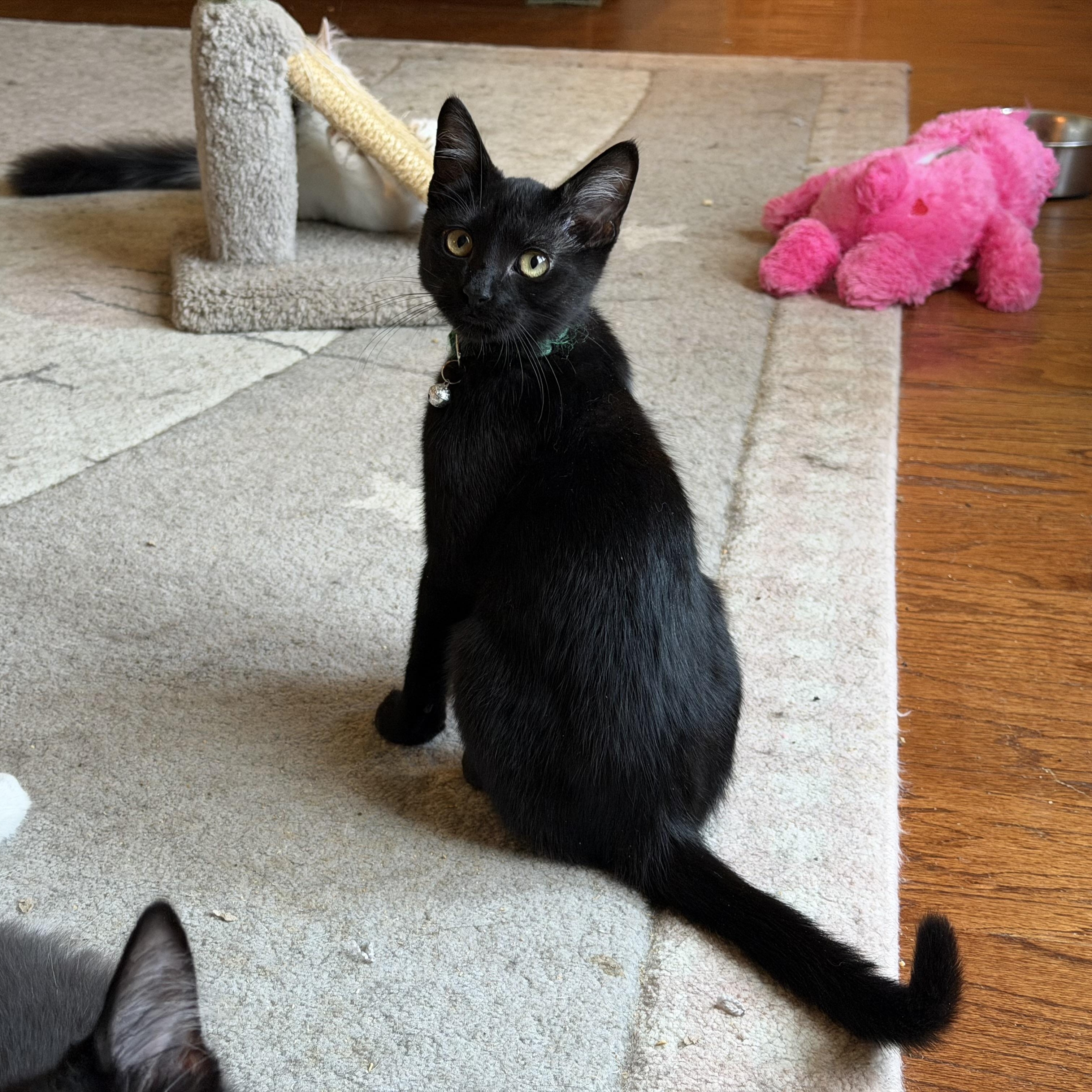 Eclipse, ADOPTABLE, Kitten Female Domestic Short Hair.