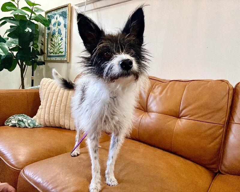 Maddie Angel Cakes — thumbnail 4