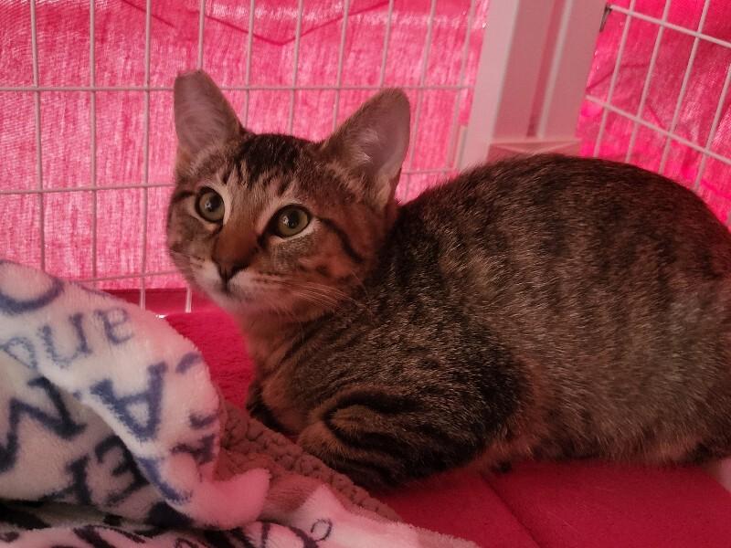 Samantha, Adoptable, Young Female Domestic Short Hair.