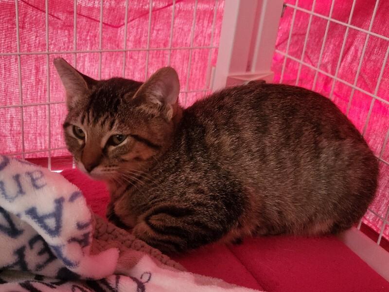 Enlarge Samantha, a Adoptable Domestic Short Hair in Diamond Springs, CA image 2/4