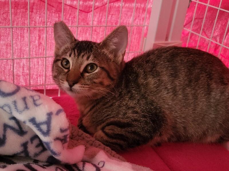 Enlarge Samantha, a Adoptable Domestic Short Hair in Diamond Springs, CA image 3/4