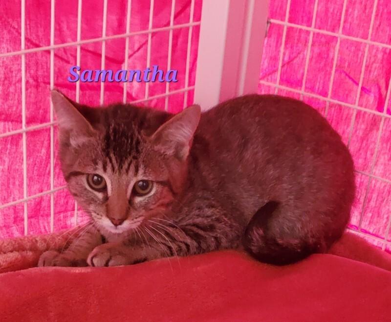 Enlarge Samantha, a Adoptable Domestic Short Hair in Diamond Springs, CA image 4/4