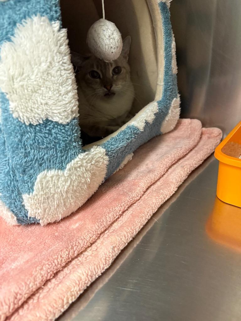 Enlarge Lola, a Adoptable Siamese in Twentynine Palms, CA image 1/1