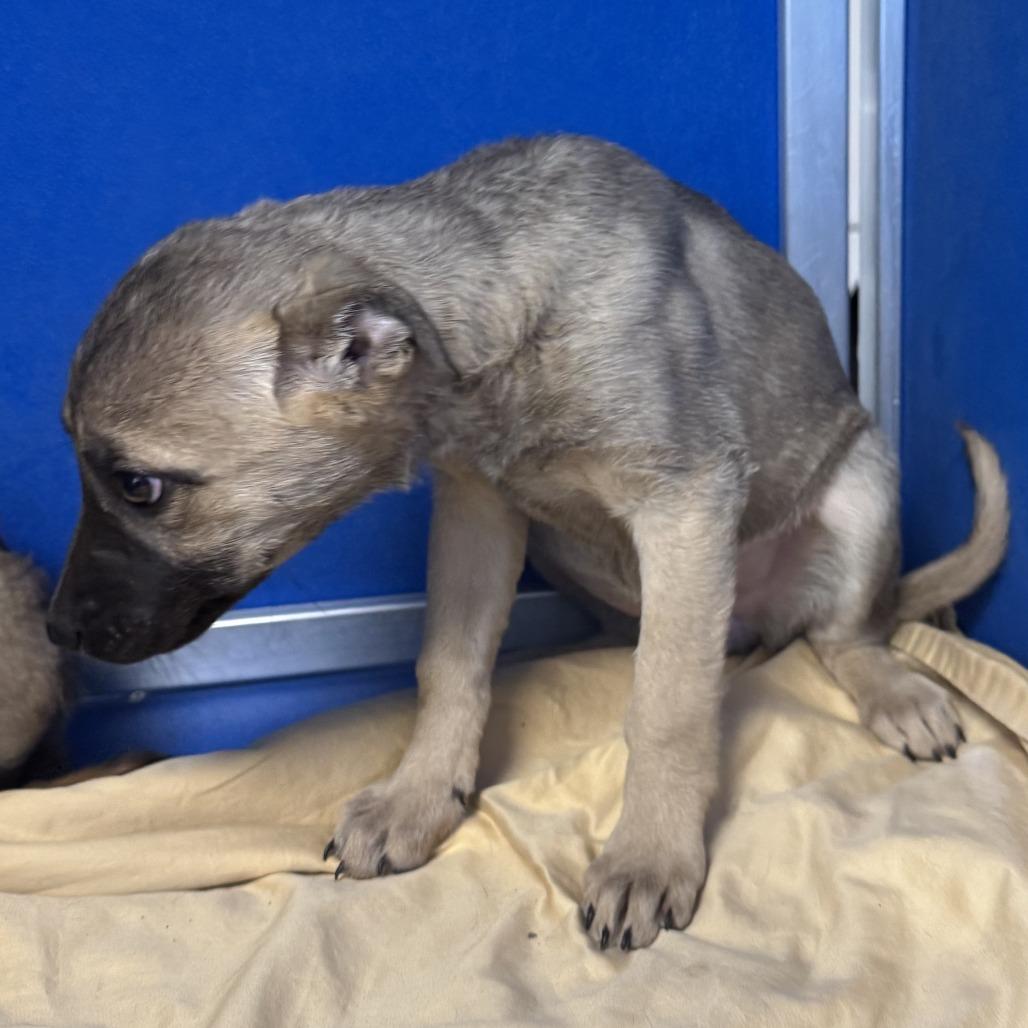 Enlarge 285 (2026) Athena, a Adoptable mixed breed in Parker, CO image 3/4