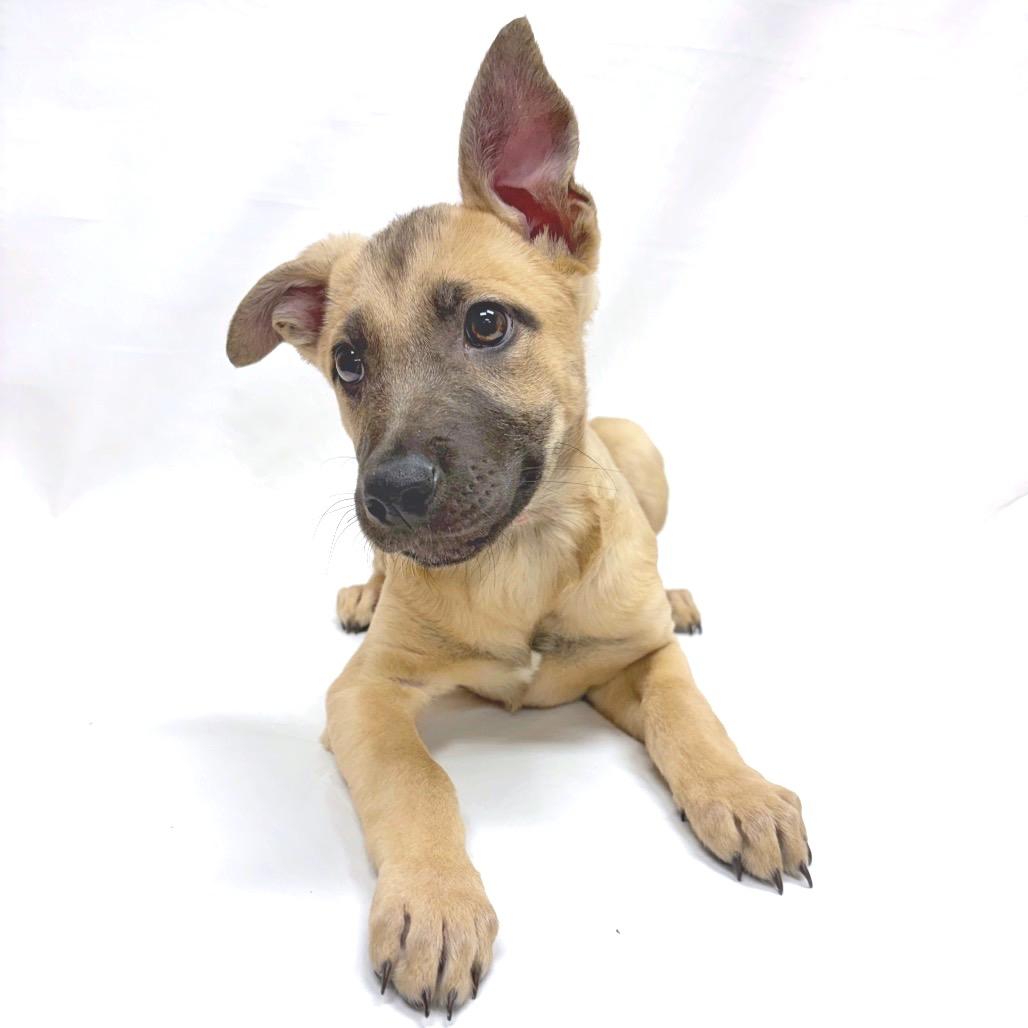 285 (2026) Athena, Adoptable, Puppy Female Black Mouth Cur.
