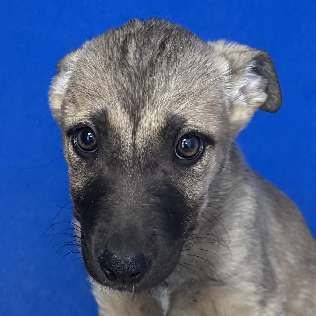 Enlarge 285 (2026) Athena, a Adoptable mixed breed in Parker, CO image 4/4