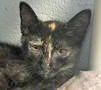 Aubrey, an adoptable mixed breed in Portsmouth, OH image 1/2