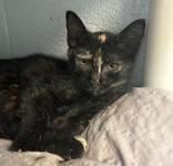 Aubrey, an adoptable mixed breed in Portsmouth, OH image 2/2