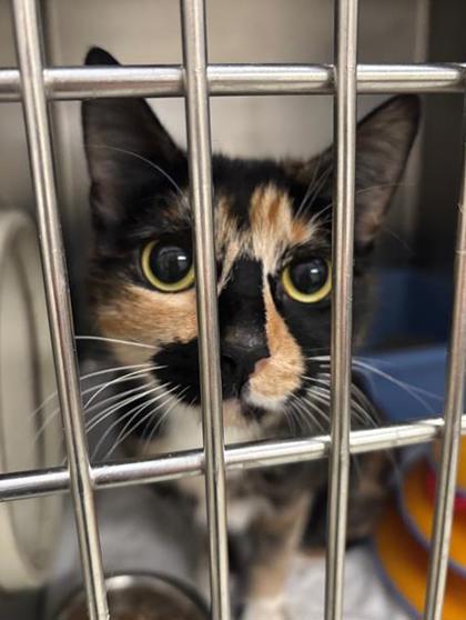 Enlarge Jupiter**Bonded with Pumpkin**, a Adoptable mixed breed in Baraboo, WI image 1/1