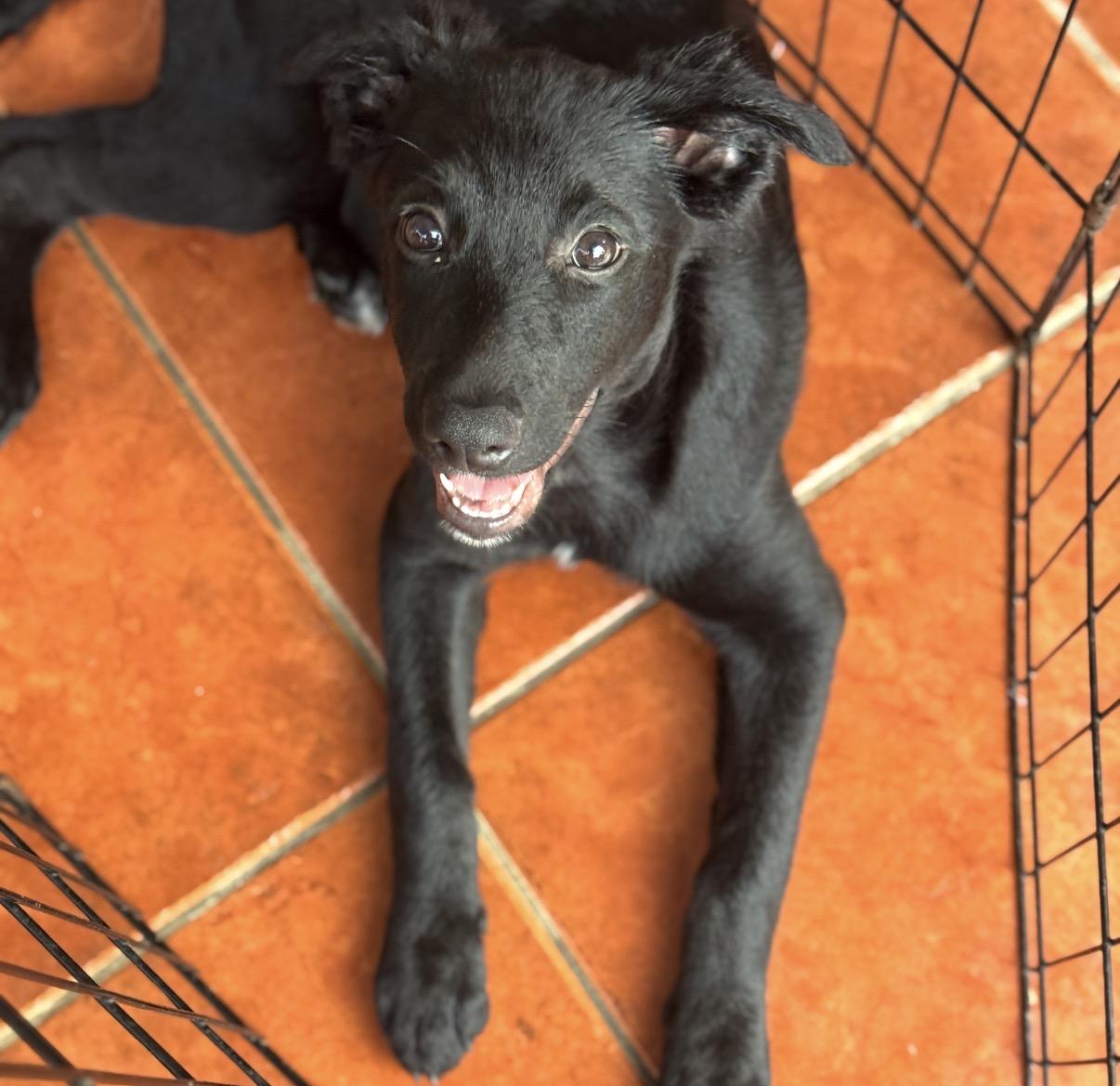 Enlarge Ola Lola, a Adoptable mixed breed in Amherst, NH image 2/4