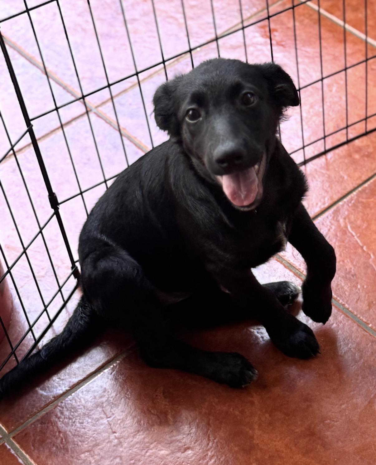 Enlarge Ola Lola, a Adoptable mixed breed in Amherst, NH image 3/4