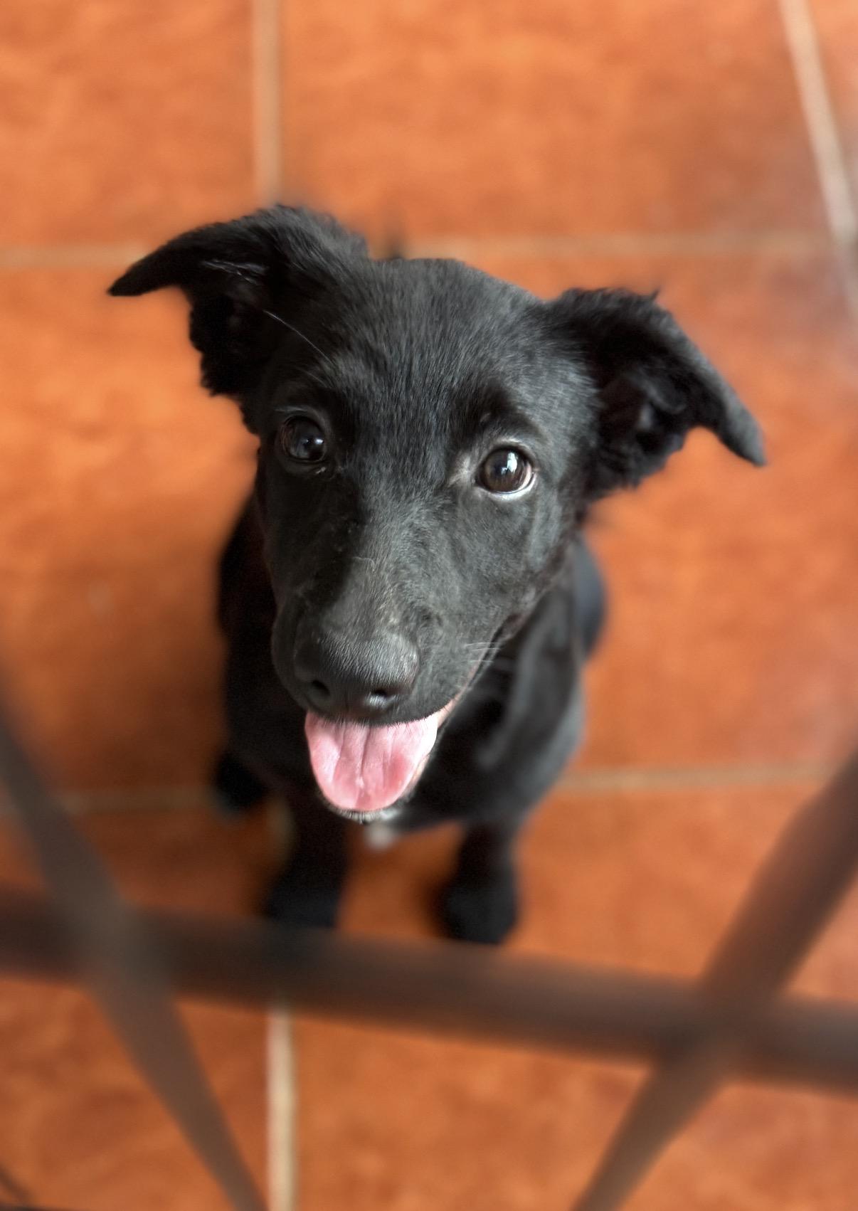 Ola Lola, Adoptable, Young Female Australian Shepherd.