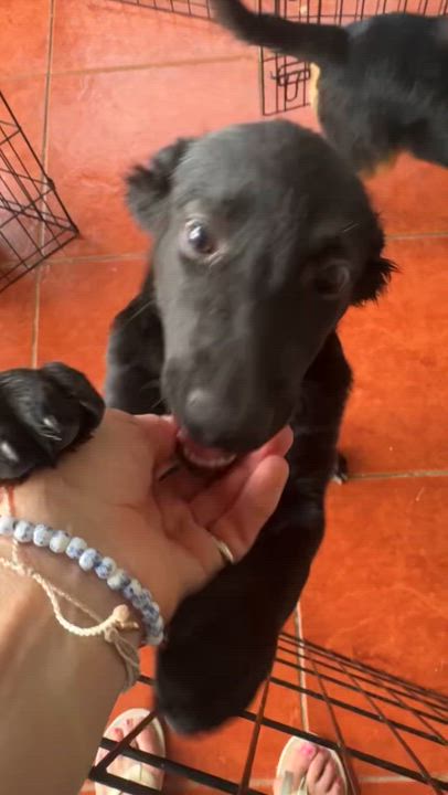 Enlarge Ola Lola, a Adoptable mixed breed in Amherst, NH video 4/4