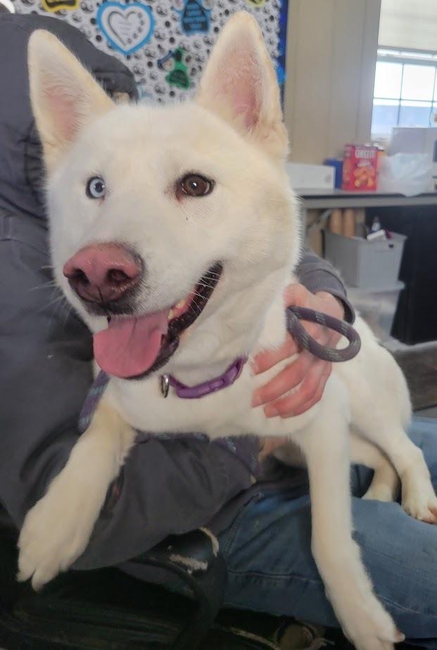 Enlarge ASPEN 023-26(CELL PROGRAM), a ADOPTABLE mixed breed in Cambridge, OH image 2/3