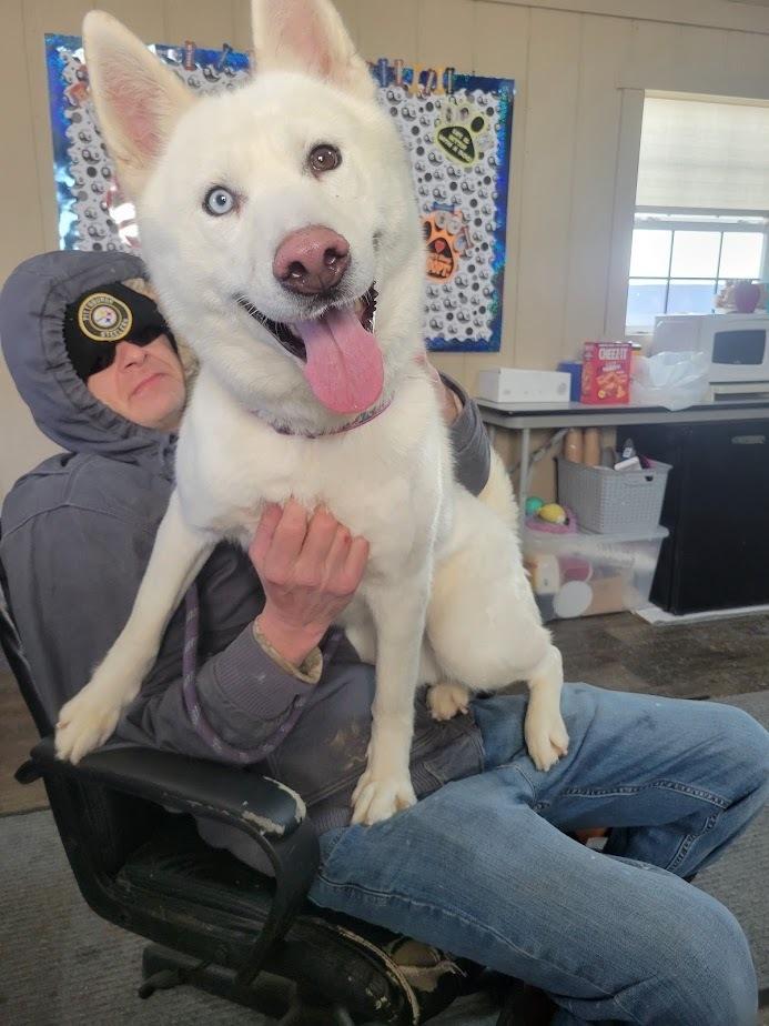 Enlarge ASPEN 023-26(CELL PROGRAM), a ADOPTABLE mixed breed in Cambridge, OH image 1/3