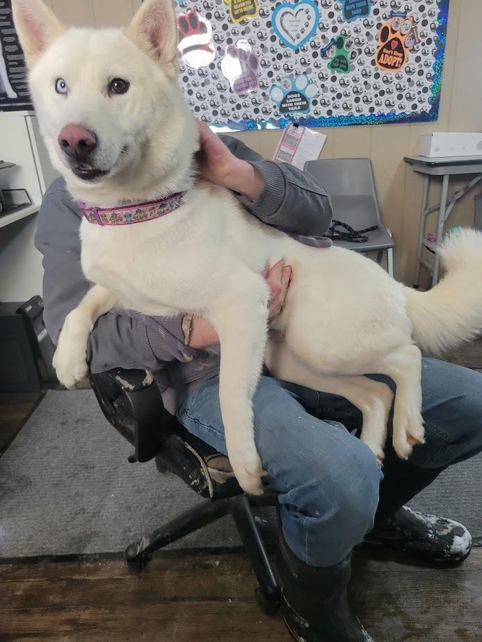 Enlarge ASPEN 023-26(CELL PROGRAM), a ADOPTABLE mixed breed in Cambridge, OH image 3/3