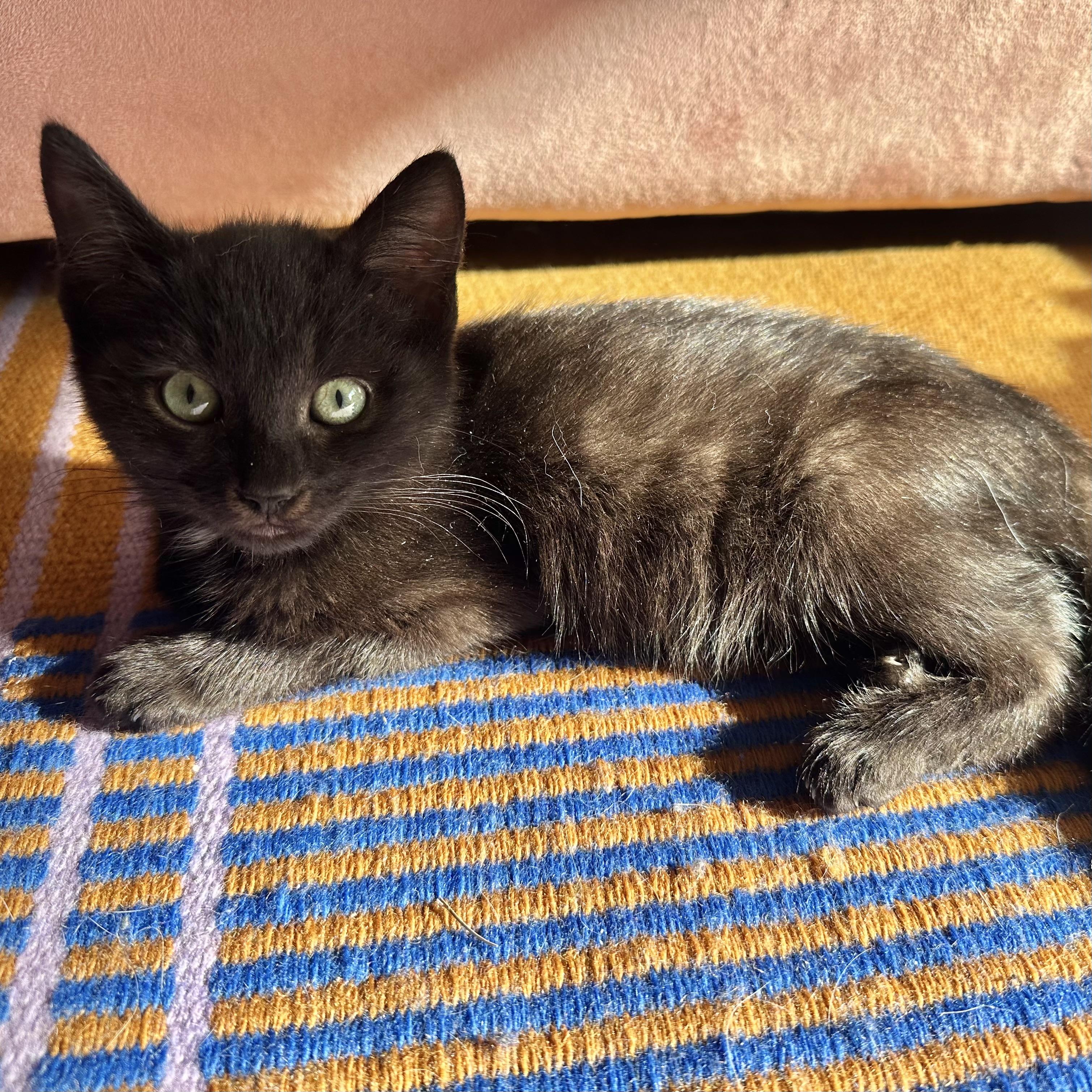 Enlarge Taffy and Lolli (bonded siblings), an adopted Domestic Short Hair in Los Angeles, CA image 2/6