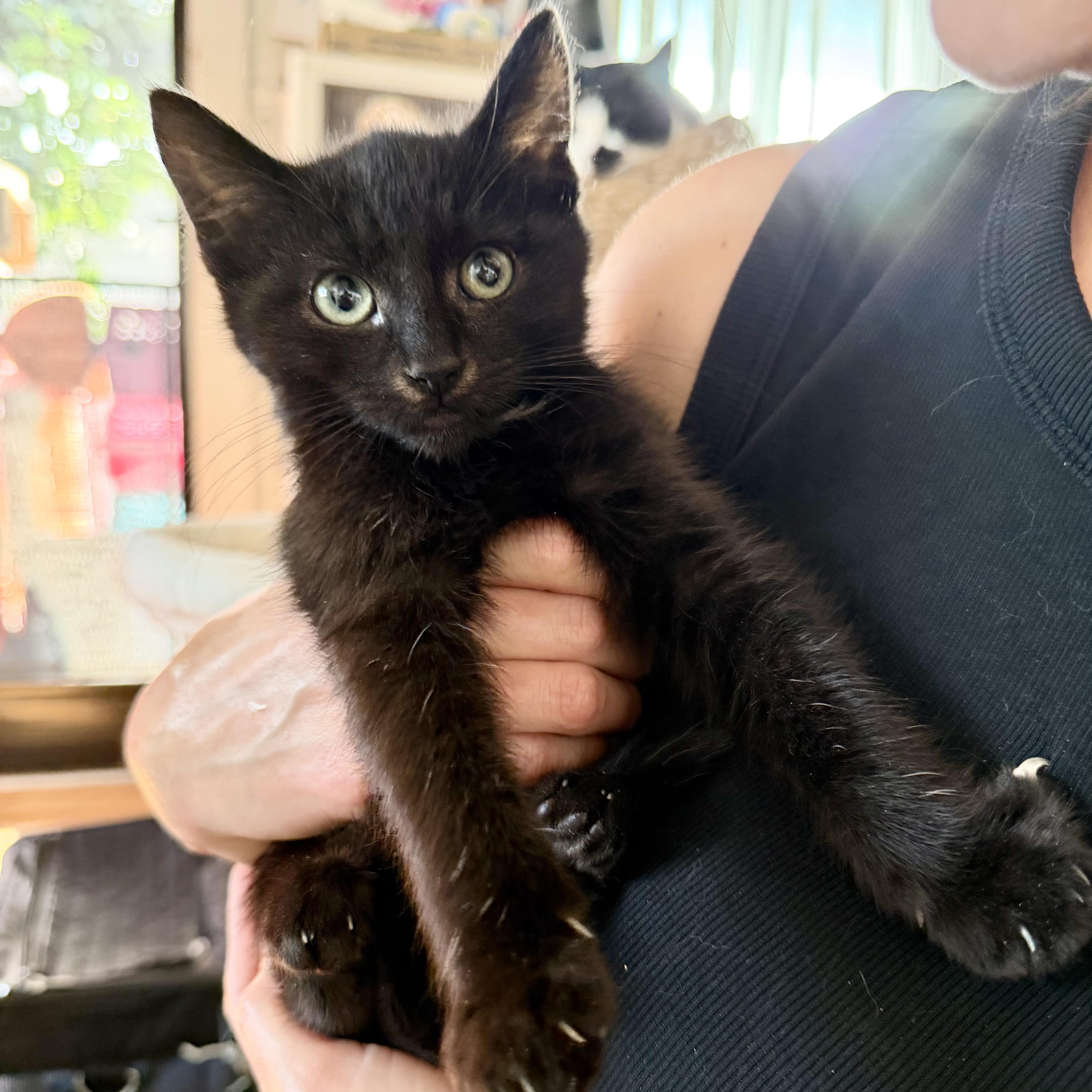 Enlarge Taffy and Lolli (bonded siblings), an adopted Domestic Short Hair in Los Angeles, CA image 5/6