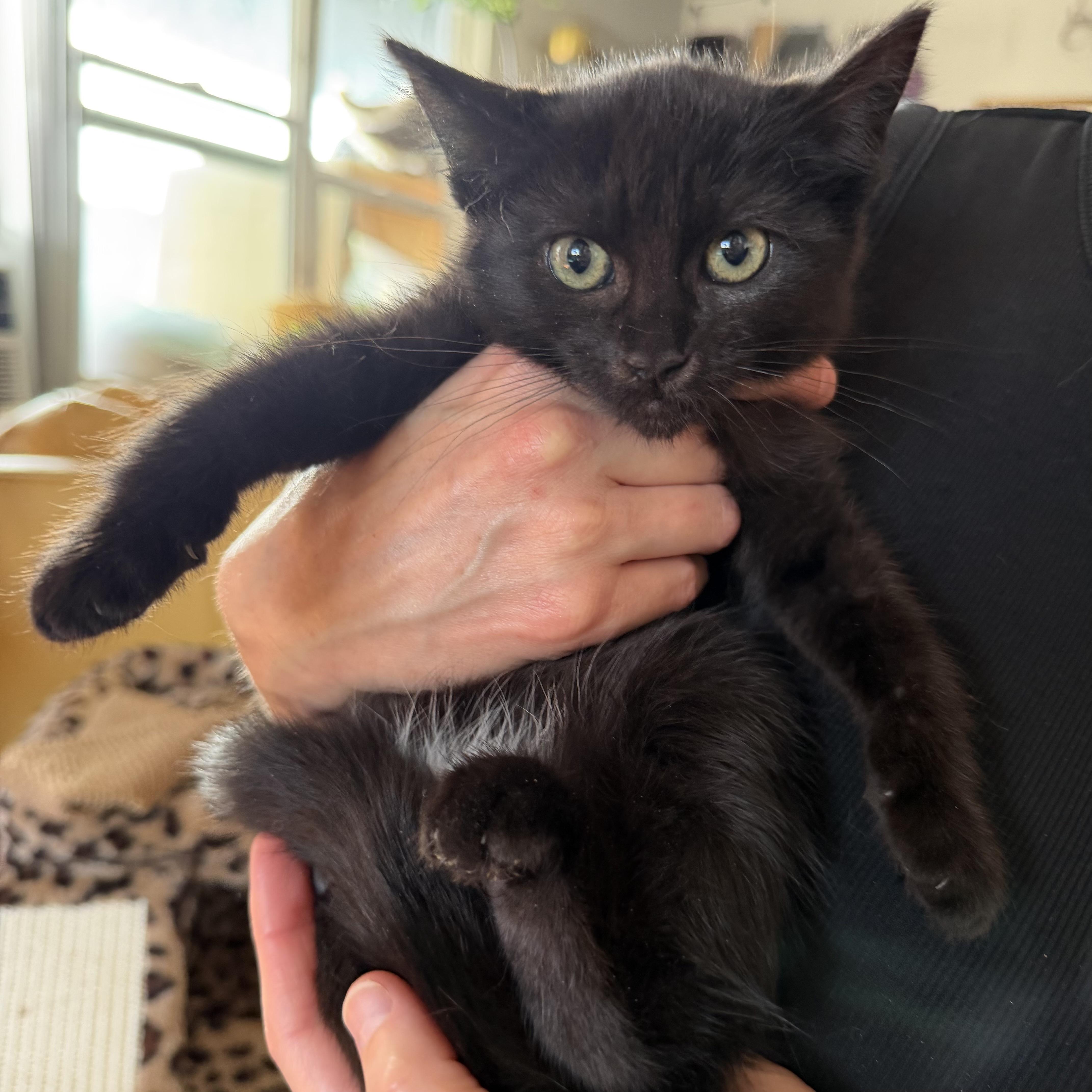 Enlarge Taffy and Lolli (bonded siblings), an adopted Domestic Short Hair in Los Angeles, CA image 6/6