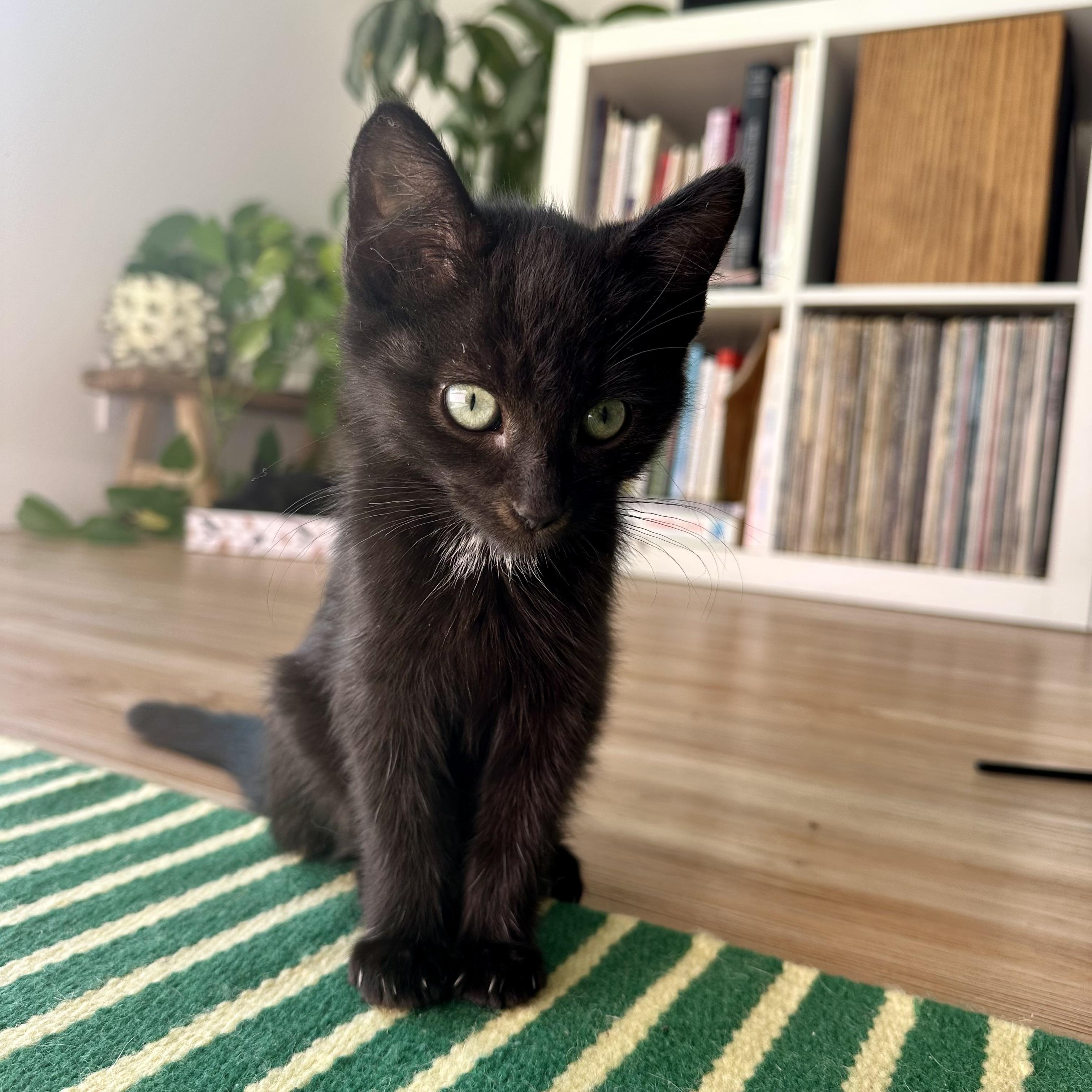 Enlarge Taffy and Lolli (bonded siblings), an adopted Domestic Short Hair in Los Angeles, CA image 4/6