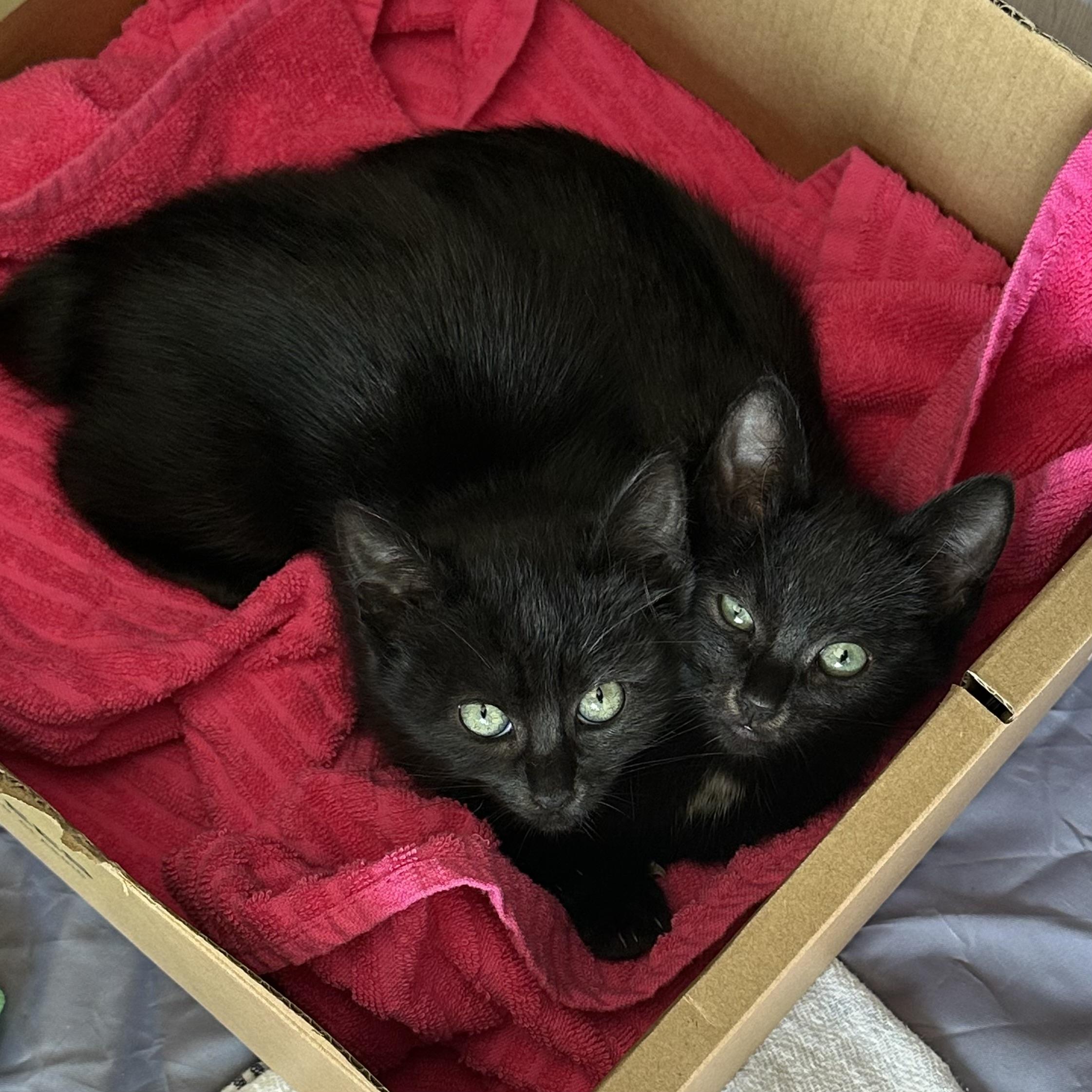 Enlarge Taffy and Lolli (bonded siblings), an adopted Domestic Short Hair in Los Angeles, CA image 1/6